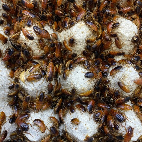 Karaczan turecki 100szt. BIG (SUB/IMAGO MIX)