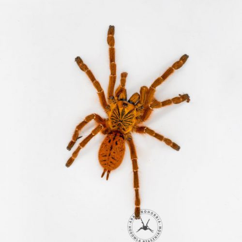 Pterinochilus murinus "usambara" ♀ 3DC