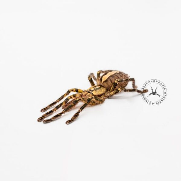 Poecilotheria ornata L1