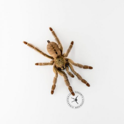 Psalmopoeus cambridgei ♀3,5DC