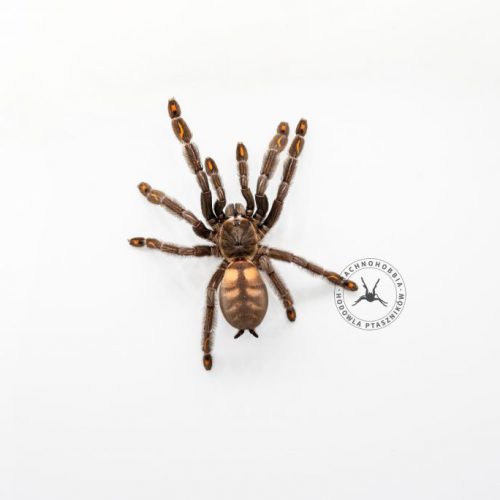 Psalmopoeus irminia ♂ 3DC