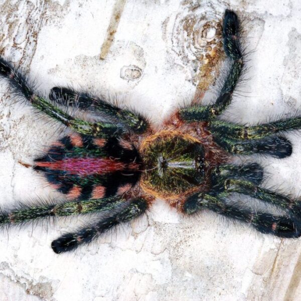 Ybyrapora diversipes L1