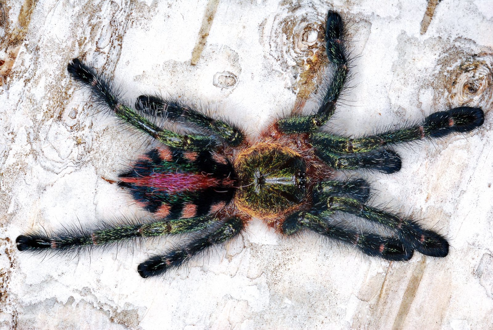 Ybyrapora diversipes - L1