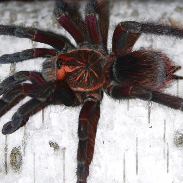 Pamphobeteus sp Machala L1