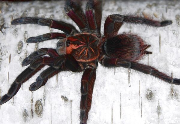 Pamphobeteus sp Machala L1