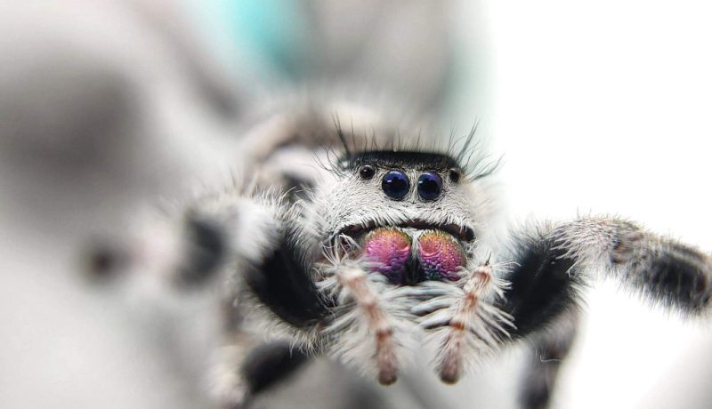 Skakun Phidippus regius "White Bahamas" L2