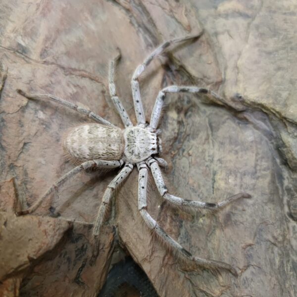 Holconia murrayensis - L1