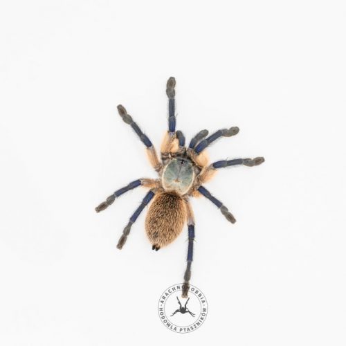 Monocentropus balfouri ♀ 3,5DC