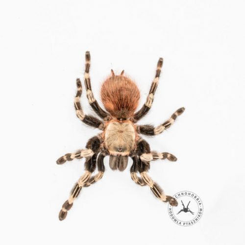 Vitalius chromatus ♂ 2-2,5DC