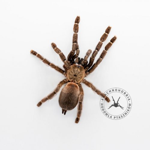 Psalmopoeus reduncus 3DC ♀