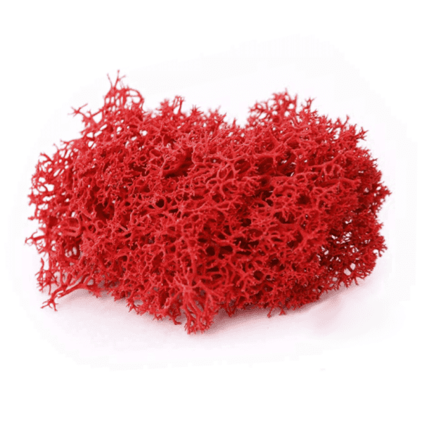 Chrobotek reniferowy 30g czerwony
