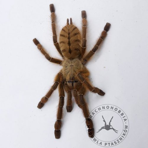 Phormingochilus sp. rufus 3,5DC ♀