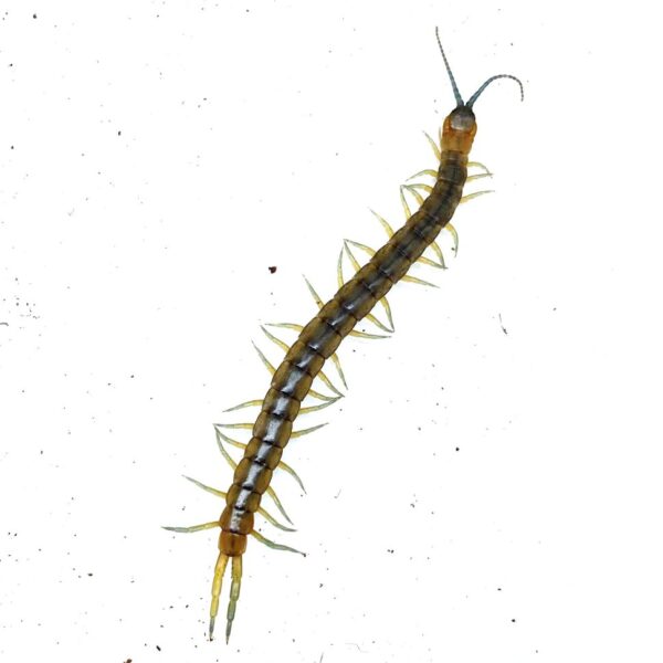 Scolopendra cingulata L2