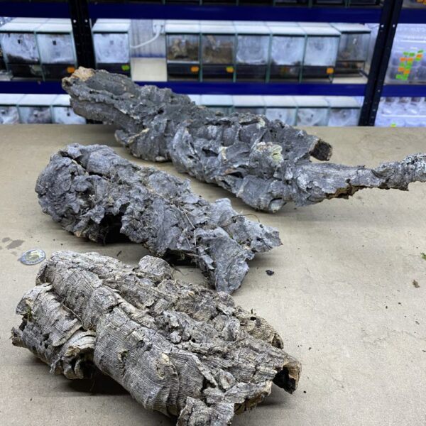 Kora dębu korkowego - naturalny podłużny płat L