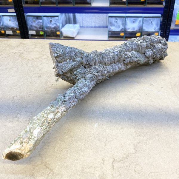 Gałąź dębu korkowego rozgałęziona 30cm