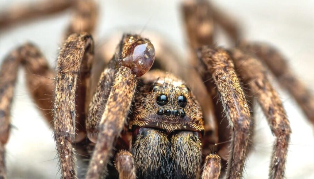 Dlaczego warto hodować pająki ptaszniki w domu?