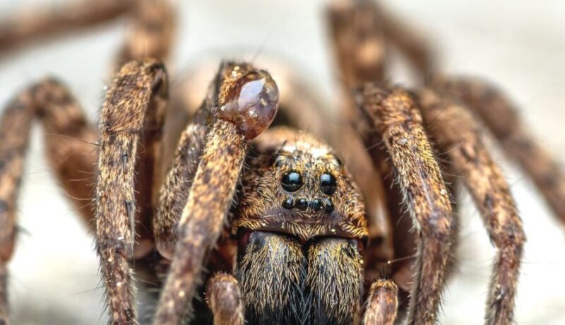 Dlaczego warto hodować pająki ptaszniki w domu?