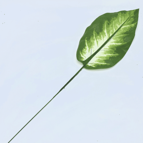 Liść Difenbachia 45cm