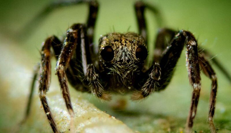 Najmniejszy pająk na świecie