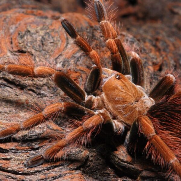 Pamphobeteus sp. Mascara L1