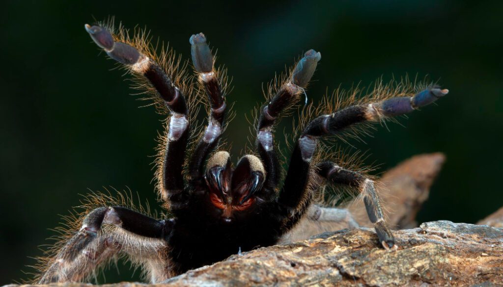 ceratogyrus-darlingi-tarantula-closeup