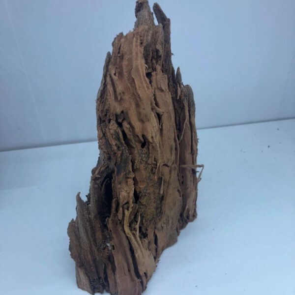 Korzeń mangrowca SMALL