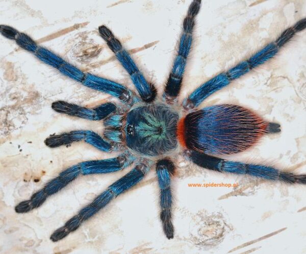 Dolichothele diamantinensis - L2