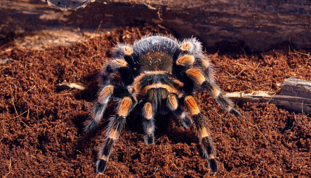 Czym karmić pająki w terrarium?
