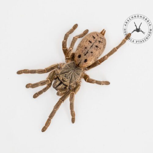Pterinochilus lugardi 3DC ♀