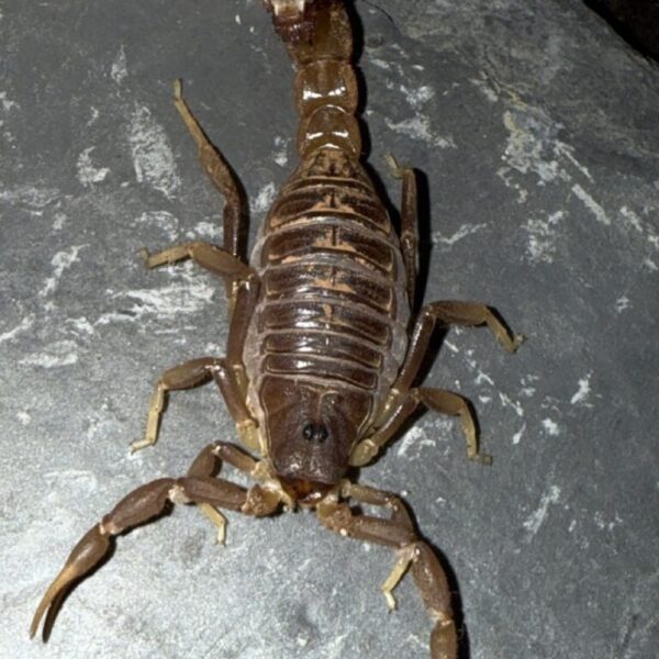 Parabuthus pallidus L2