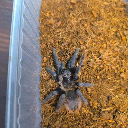 Lasiocyano (ex. Pterinopelma) sazimai ♀ 2,5DC
