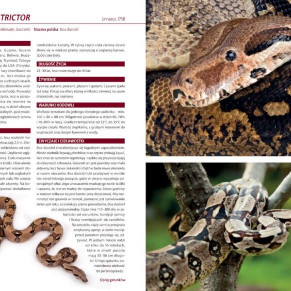 Atlas węży hodowlanych. 100 gatunków. Angelika Dawidowicz