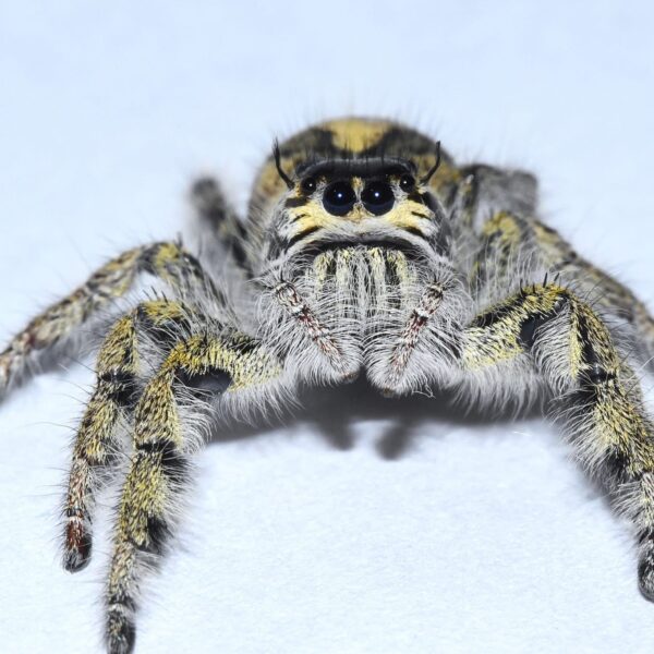 Hyllus diardi - dorosły ♀