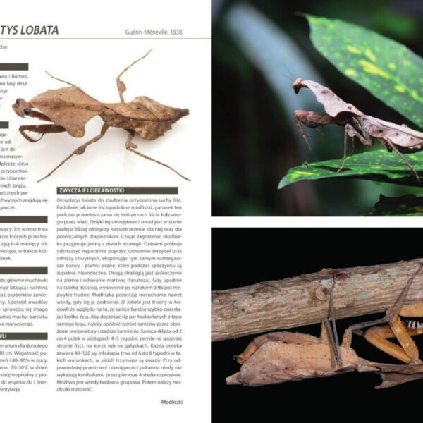 Atlas owadów hodowlanych 100 gatunków. Angelika Dawidowicz