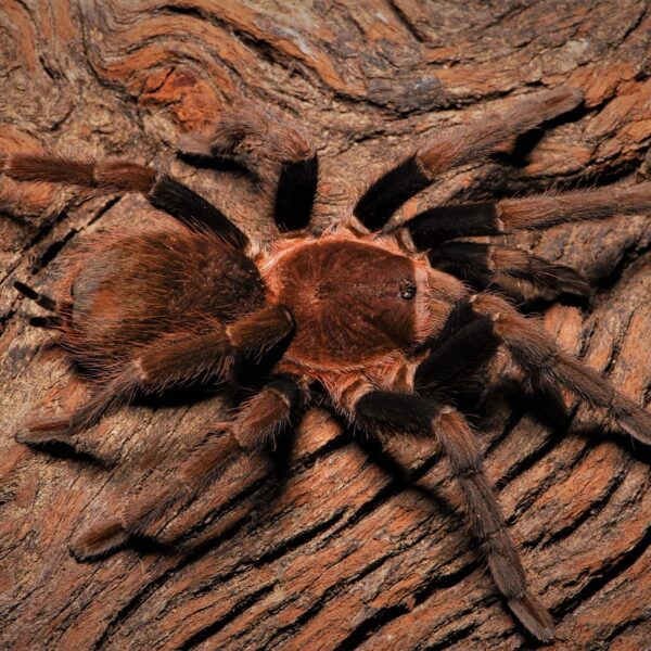 Theraphosinae sp. Roatan - L2