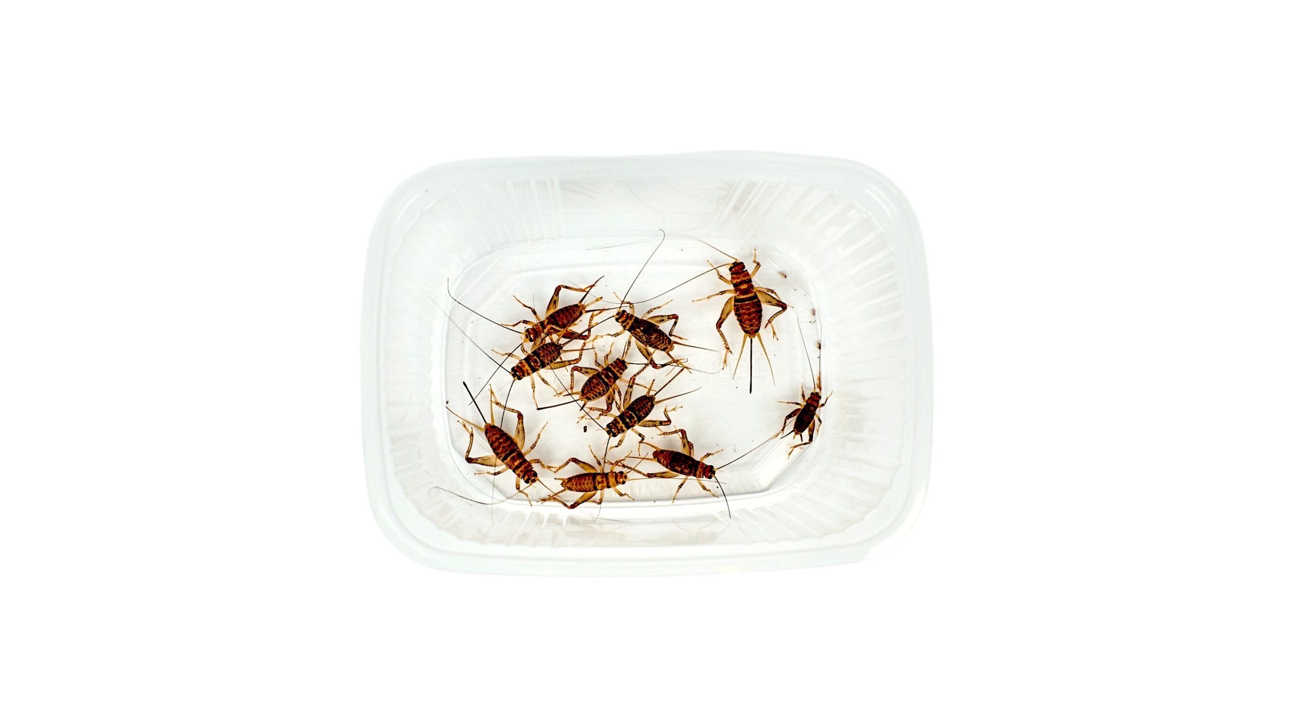 Świerszcz bananowy (Gryllus assimilis)