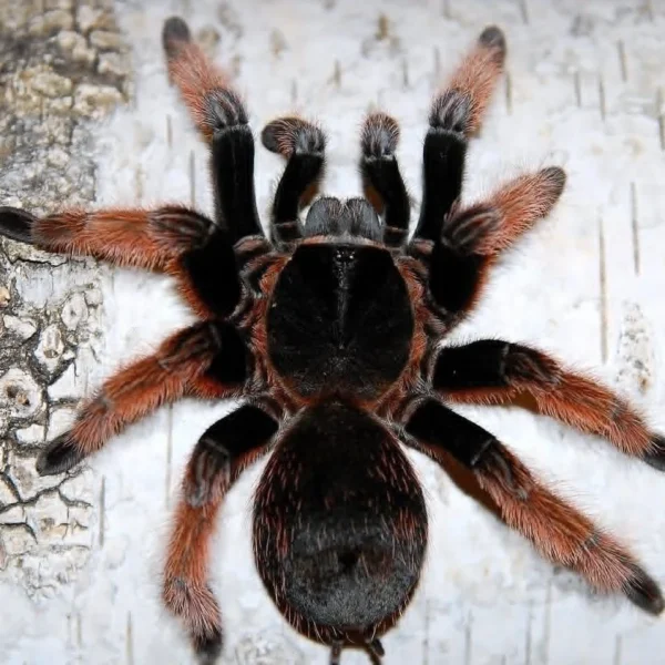 Brachypelma klaasi - 2,5 DC ♀