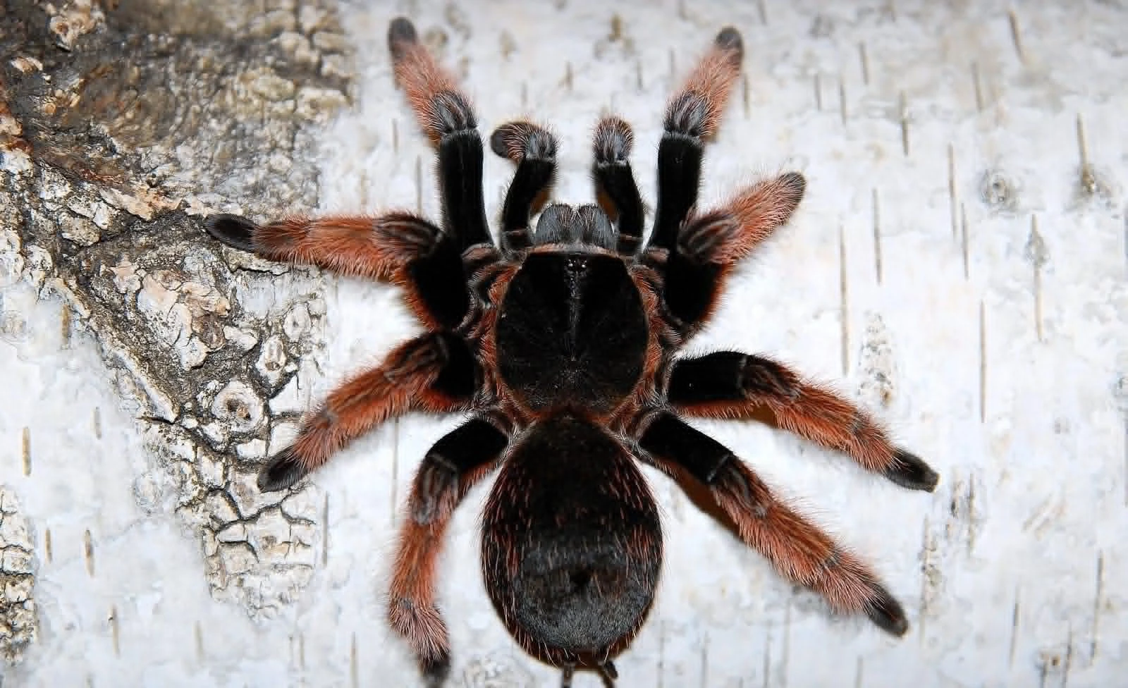 Brachypelma klaasi – samica ptasznika