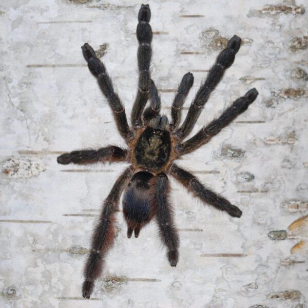 Tapinauchenius plumipes - 2,5 DC ♀
