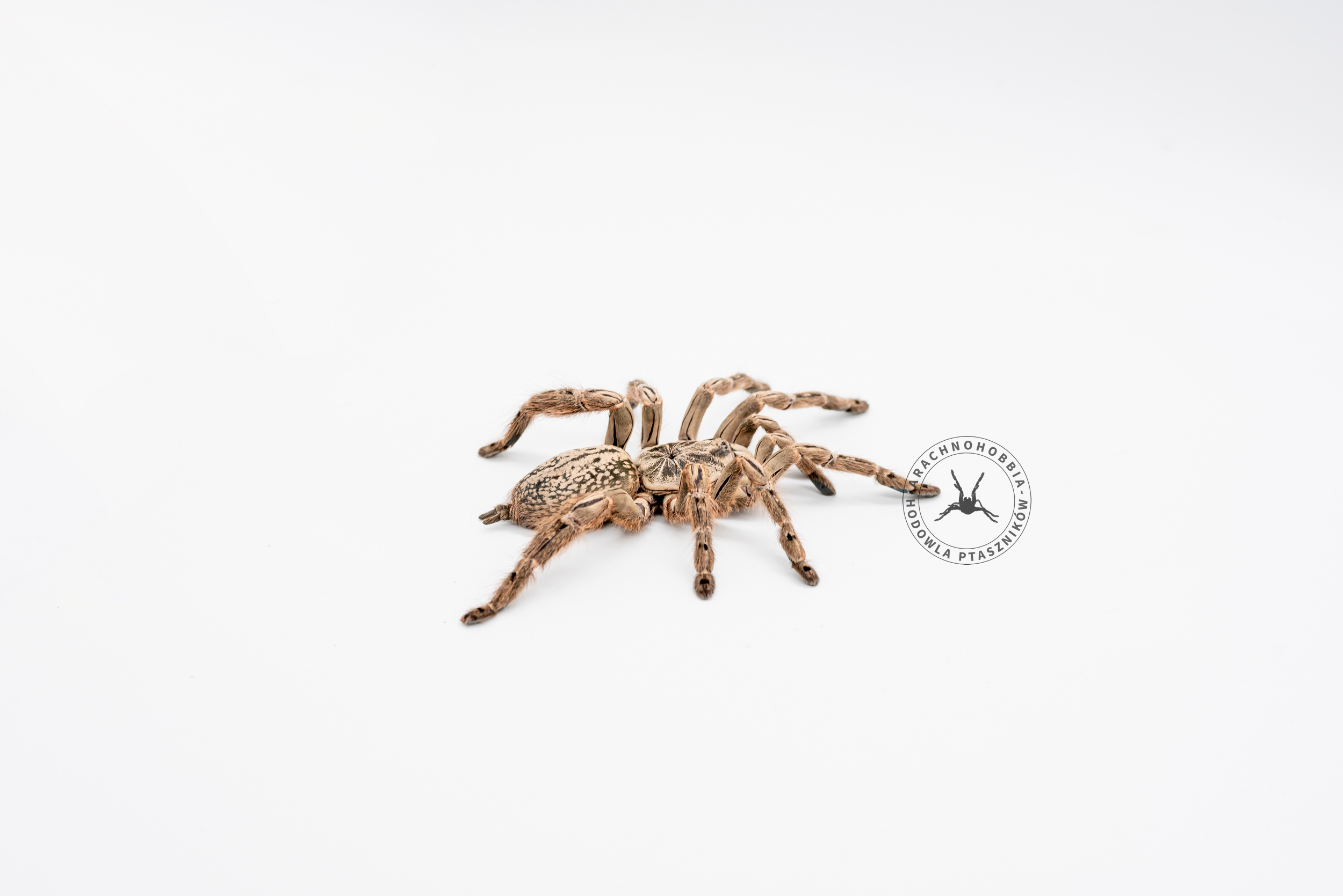 Heteroscodra maculata L1