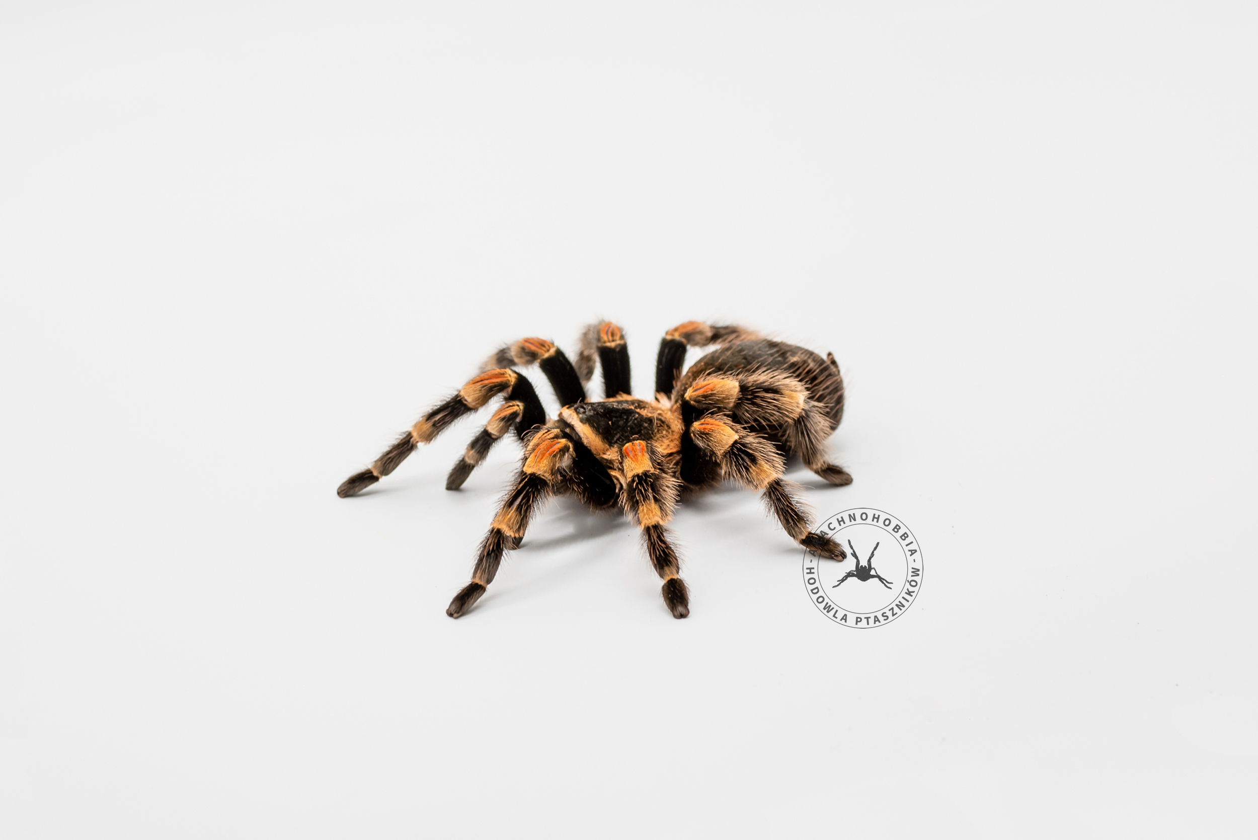 Brachypelma hamorii ♀ 2DC