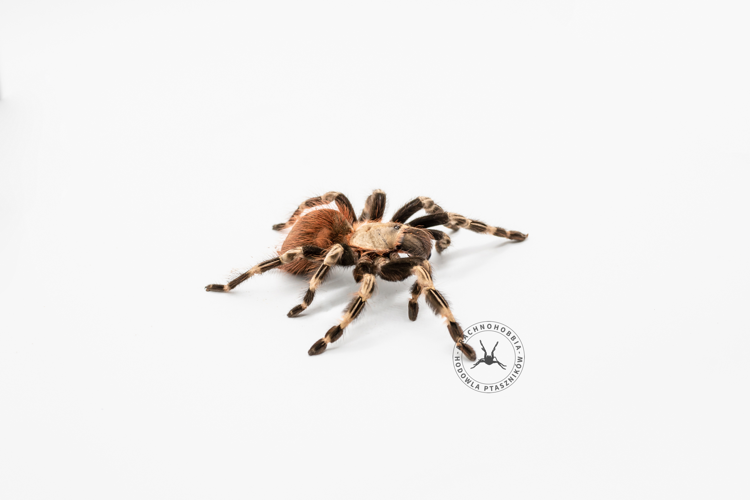 Nhandu chromatus L1