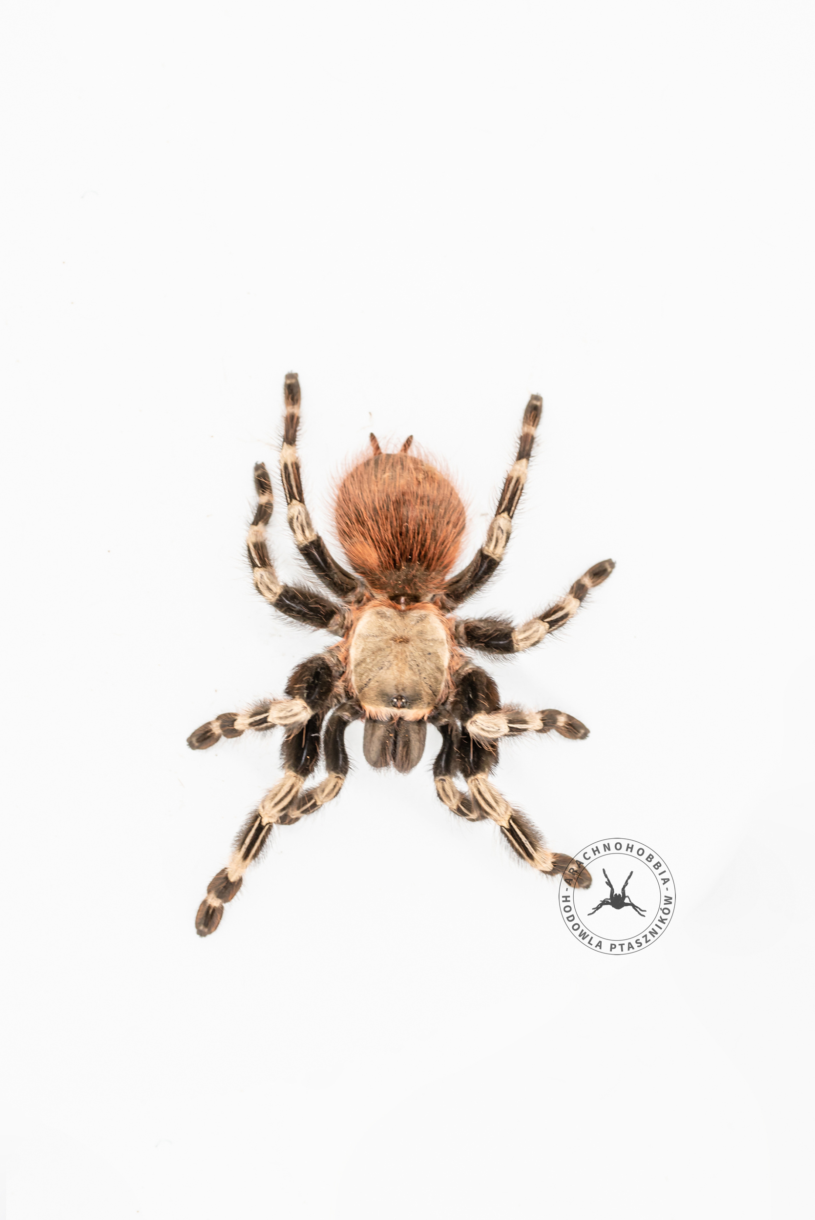 Nhandu chromatus L1