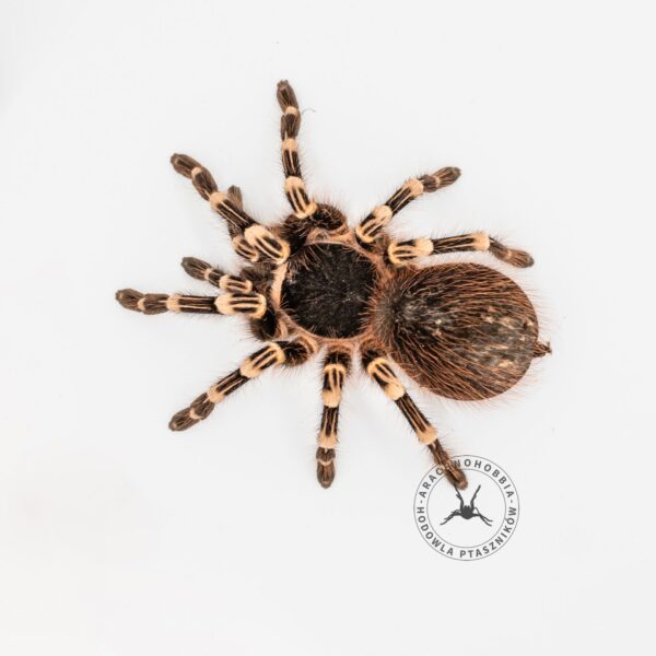 Acanthoscurria geniculata - 2,5 DC ♀