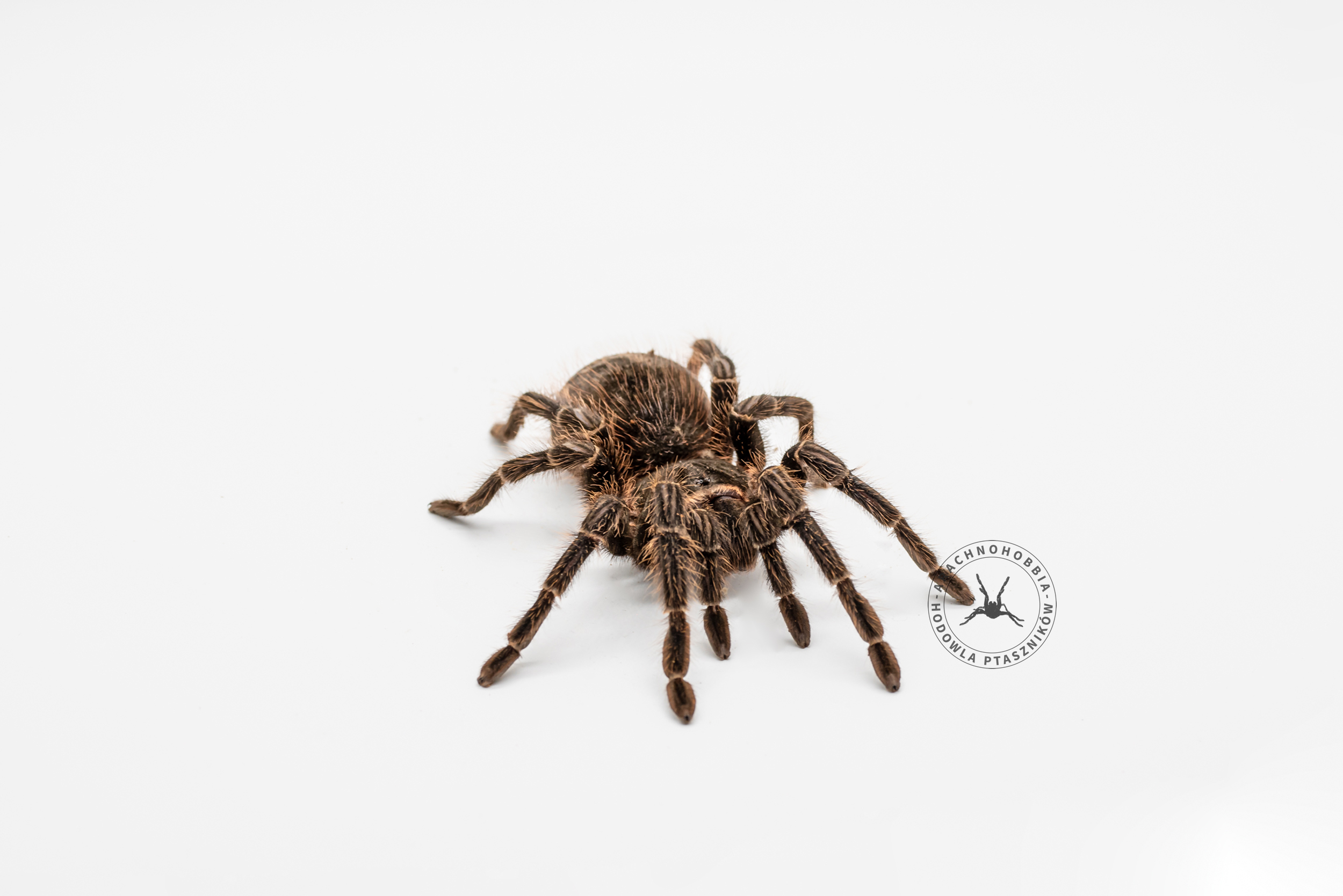 Lasiodora parahybana L1