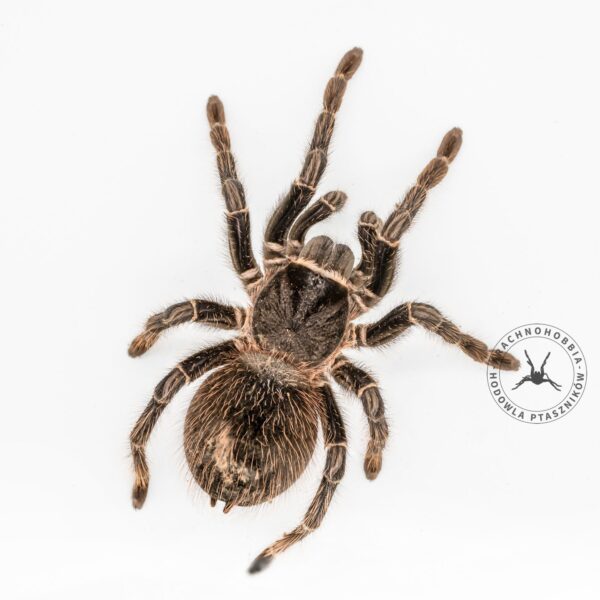 Lasiodora parahybana - 3,5 DC ♀