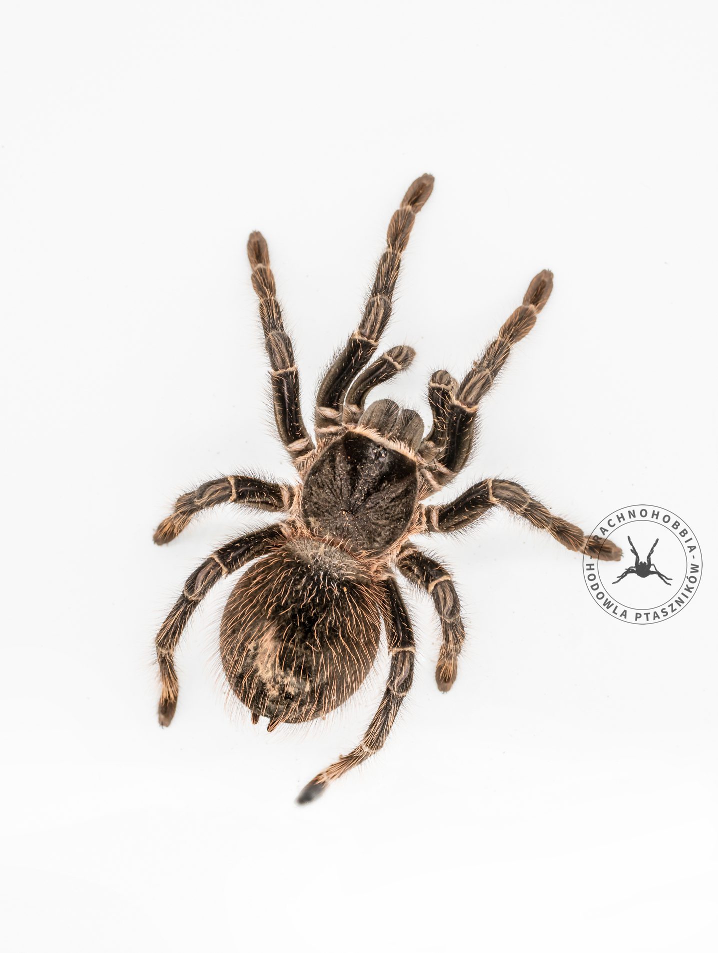 Lasiodora parahybana L1