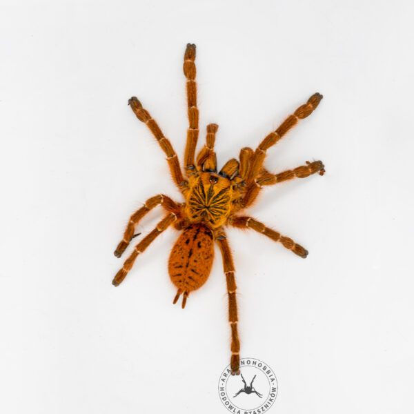Pterinochilus murinus - 3 DC ♀