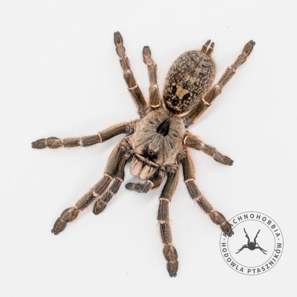 Ceratogyrus darlingi - L3