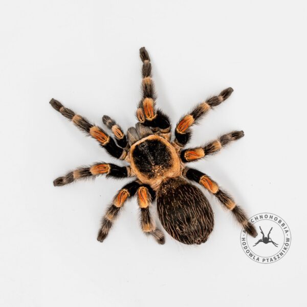 Brachypelma hamorii - 2,5 DC ♀